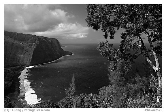 Tree and coastline above Waipio Valley. Big Island, Hawaii, USA (black and white)