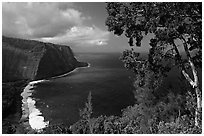 Tree and coastline above Waipio Valley. Big Island, Hawaii, USA (black and white)