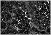 Acacia Koa. Big Island, Hawaii, USA ( black and white)