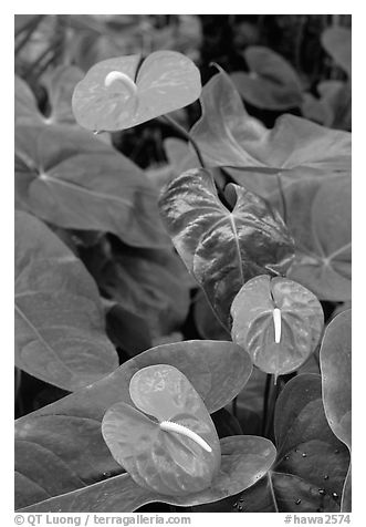 Red Anthurium Flowers. Big Island, Hawaii, USA (black and white)