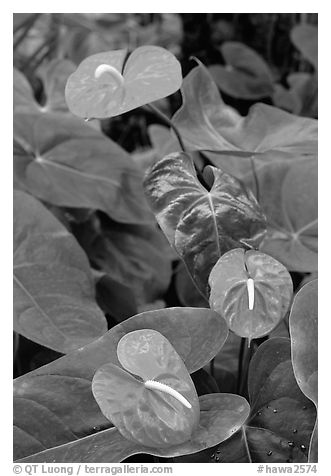 Red Anthurium Flowers. Big Island, Hawaii, USA