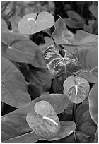 Red Anthurium Flowers. Big Island, Hawaii, USA (black and white)