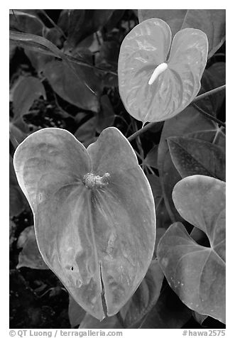 Anthurium Flowers. Big Island, Hawaii, USA (black and white)