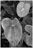 Anthurium Flowers. Big Island, Hawaii, USA (black and white)