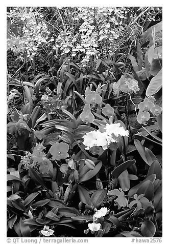 Tropical Flowers. Big Island, Hawaii, USA (black and white)