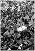 Tropical Flowers. Big Island, Hawaii, USA (black and white)