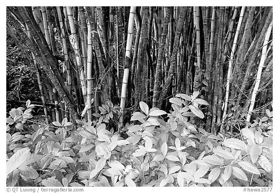 Bamboo grove. Akaka Falls State Park, Big Island, Hawaii, USA