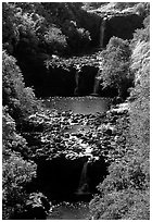 Umauma Falls. Big Island, Hawaii, USA ( black and white)