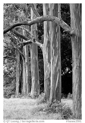 Rainbow Eucalyptus trees. Maui, Hawaii, USA (black and white)