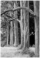 Rainbow Eucalyptus trees. Maui, Hawaii, USA (black and white)