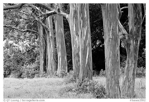 Eucalyptus deglupta. Maui, Hawaii, USA