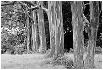 Eucalyptus deglupta. Maui, Hawaii, USA ( black and white)