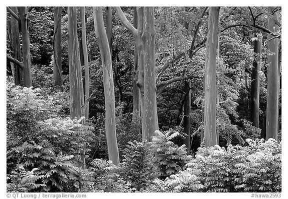 Mindanao Gum Trees (Rainbow Gum). Maui, Hawaii, USA (black and white)