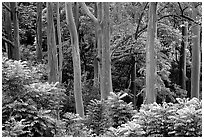 Mindanao Gum Trees (Rainbow Gum). Maui, Hawaii, USA ( black and white)