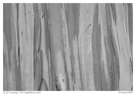 Multi-coloured streaks on trunk of a Rainbow Eucalyptus tree. Maui, Hawaii, USA (black and white)