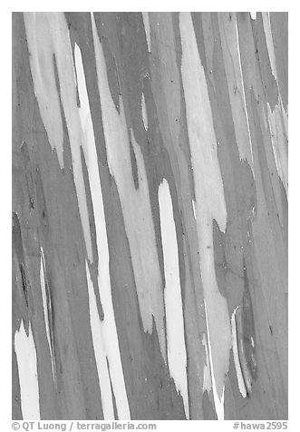 Bark of Mindanao Gum Tree displaying rainbow of colors. Maui, Hawaii, USA (black and white)