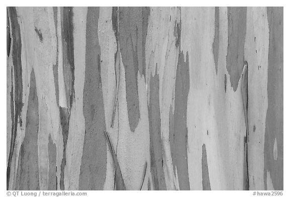 Bark of Rainbow Eucalyptus (Eucalyptus deglupta) tree. Maui, Hawaii, USA (black and white)