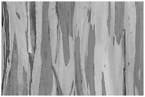 Bark of Rainbow Eucalyptus (Eucalyptus deglupta) tree. Maui, Hawaii, USA ( black and white)