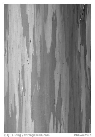 Multicolored bark of a Rainbow Gum tree. Maui, Hawaii, USA (black and white)