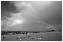 Rainbow over grassy cemetery. Maui, Hawaii, USA ( black and white)