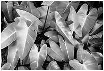 Close-up of green tropical leaves. Maui, Hawaii, USA (black and white)