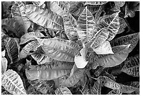 Tropical leaves. Maui, Hawaii, USA ( black and white)
