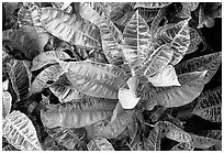 Tropical leaves. Maui, Hawaii, USA (black and white)