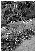 Graveyard of the Palapala Hoomau church in Kipahulu. Maui, Hawaii, USA ( black and white)