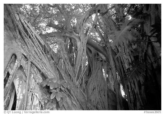 Giant Bayan tree in Kipahulu. Maui, Hawaii, USA