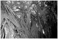 Giant Bayan tree in Kipahulu. Maui, Hawaii, USA ( black and white)