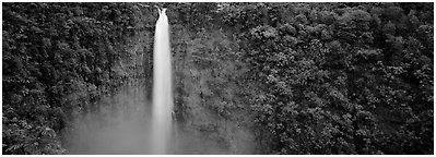 Tropical waterfall. Akaka Falls State Park, Big Island, Hawaii, USA (Panoramic black and white)