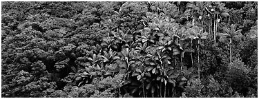 Landscape with tropical vegetation. Big Island, Hawaii, USA (Panoramic black and white)