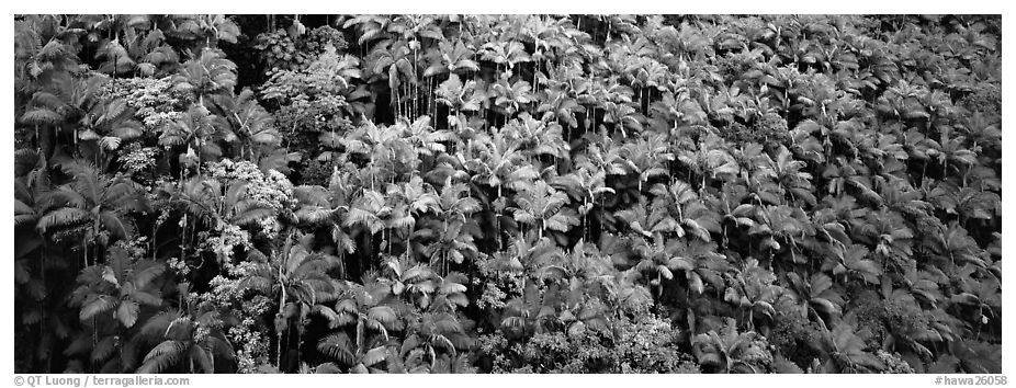 Tropical hillside with palm trees. Big Island, Hawaii, USA (black and white)