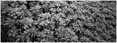 Tropical hillside with palm trees. Big Island, Hawaii, USA (Panoramic black and white)