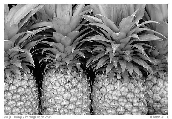 Pinapple. Maui, Hawaii, USA (black and white)