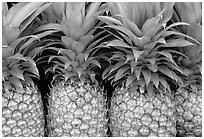 Pinapple. Maui, Hawaii, USA (black and white)