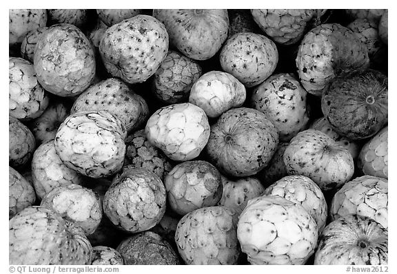 Soursop fruit. Maui, Hawaii, USA