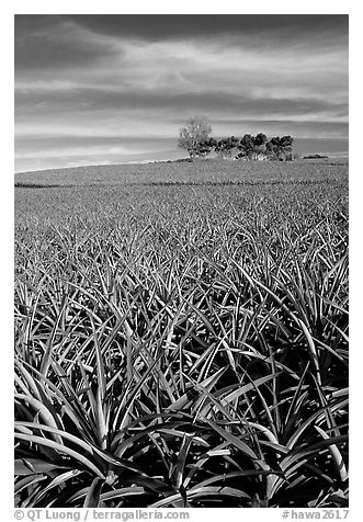 Pineapple plantation. Maui, Hawaii, USA (black and white)