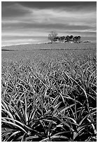 Pineapple plantation. Maui, Hawaii, USA ( black and white)