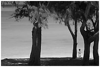 Turquoise waters seen through Horsetail Ironwoods (Casuarina equisetifolia) at Waimanalo Beach. Oahu island, Hawaii, USA (black and white)