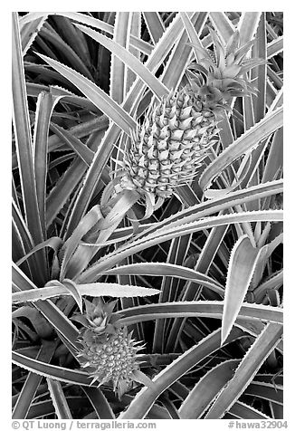 Red pinapple, Dole Planation. Oahu island, Hawaii, USA