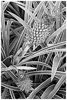 Red pinapple, Dole Planation. Oahu island, Hawaii, USA (black and white)