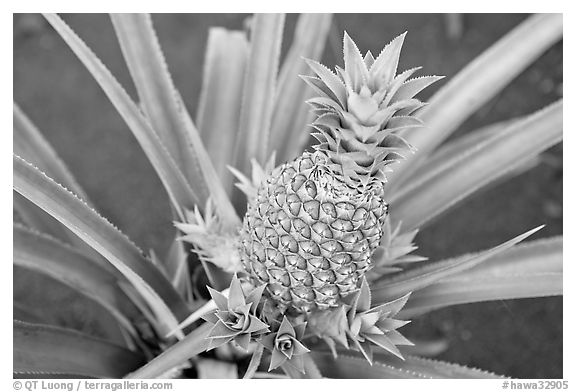 Green pinapple, Dole Planation. Oahu island, Hawaii, USA (black and white)