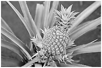 Green pinapple, Dole Planation. Oahu island, Hawaii, USA ( black and white)