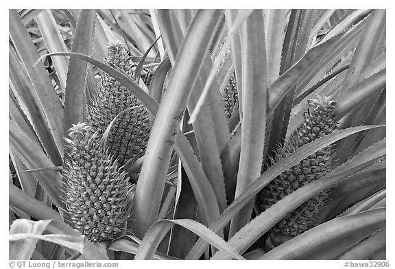 Pinapples, Dole Planation. Oahu island, Hawaii, USA (black and white)