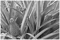 Pinapples, Dole Planation. Oahu island, Hawaii, USA (black and white)