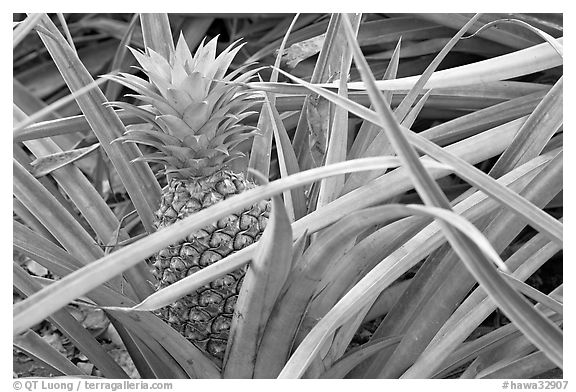 Pinapple,  Dole Planation. Oahu island, Hawaii, USA