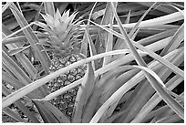 Pinapple,  Dole Planation. Oahu island, Hawaii, USA ( black and white)