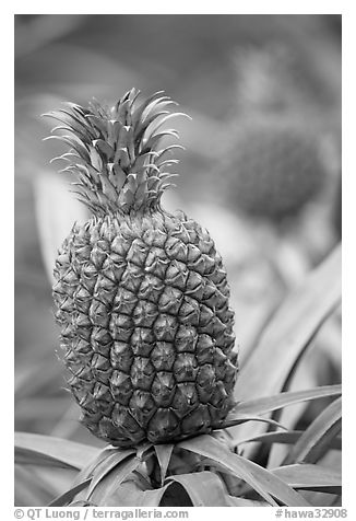 Pinapple,  Dole Planation. Oahu island, Hawaii, USA (black and white)