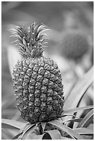 Pinapple,  Dole Planation. Oahu island, Hawaii, USA (black and white)